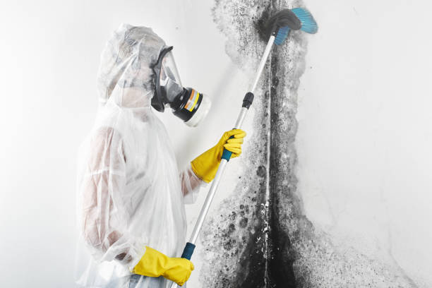 Best HVAC Mold Inspection and Cleaning  in Carpendale, WV