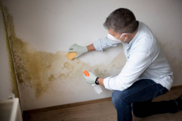Best Asbestos and Lead Testing During Mold Inspection  in Carpendale, WV