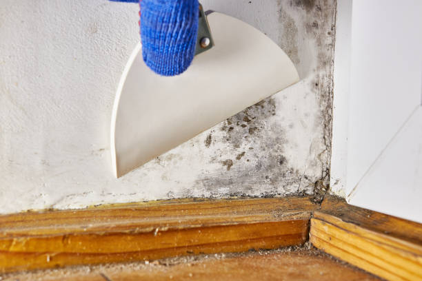 Best Basement Mold Removal  in Carpendale, WV